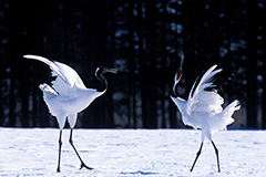 Japanese Crane National Park