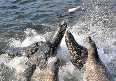 Common Seals & Harbor Seals