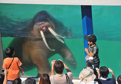 Walrus Feeding Time (Marine mammal park) 
